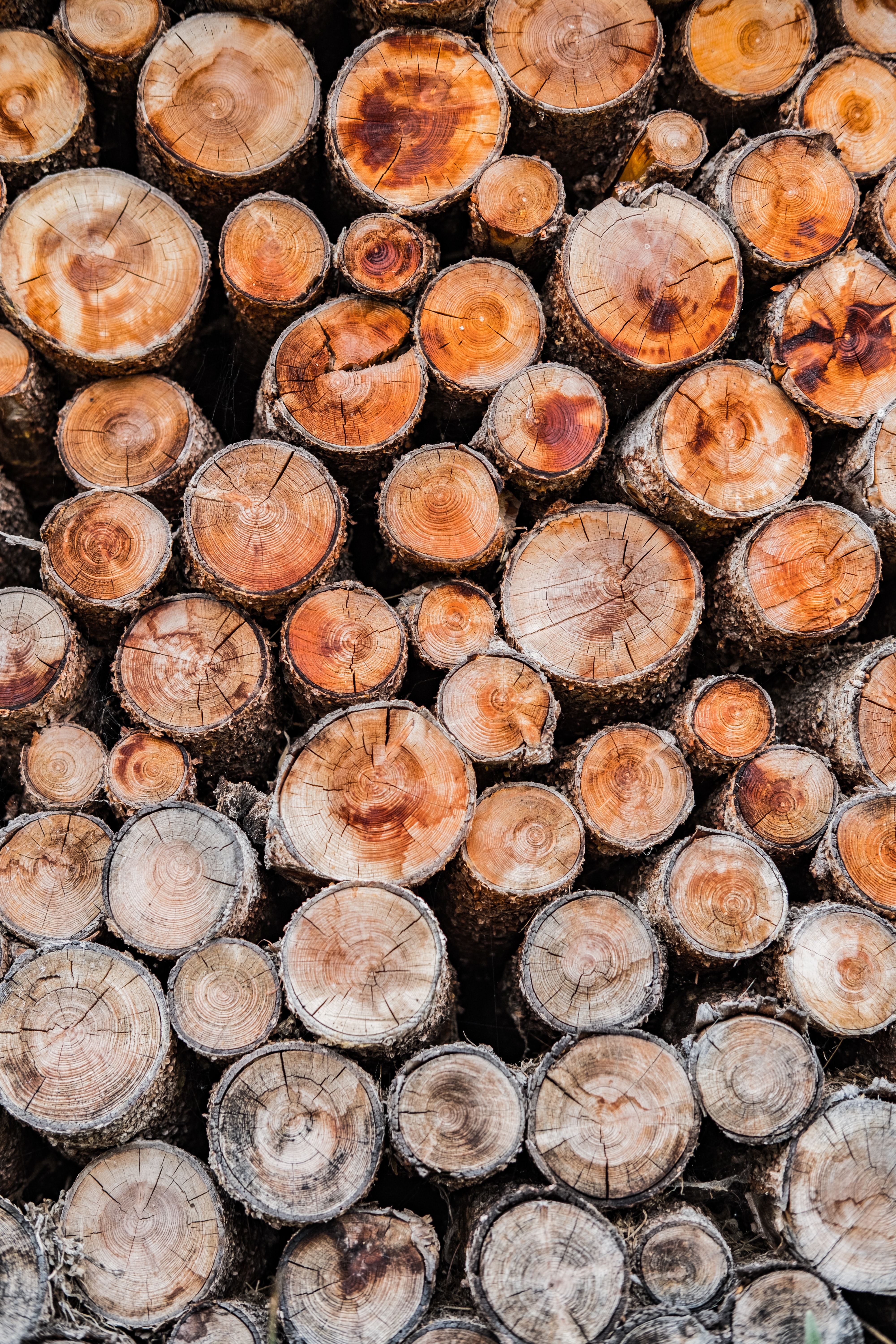 Wood